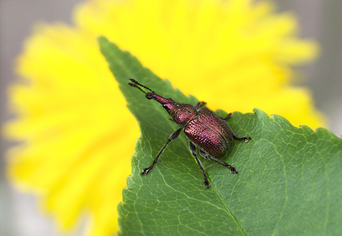 Curculionidae?ma quale? - Rhynchites auratus (Rhynchitidae)